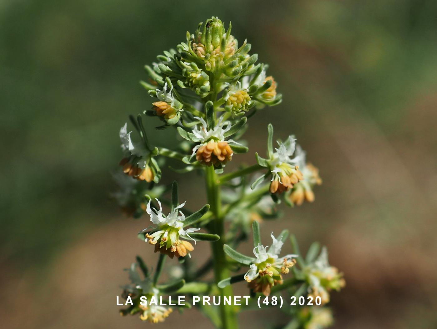 Mignonette of Jacquin flower